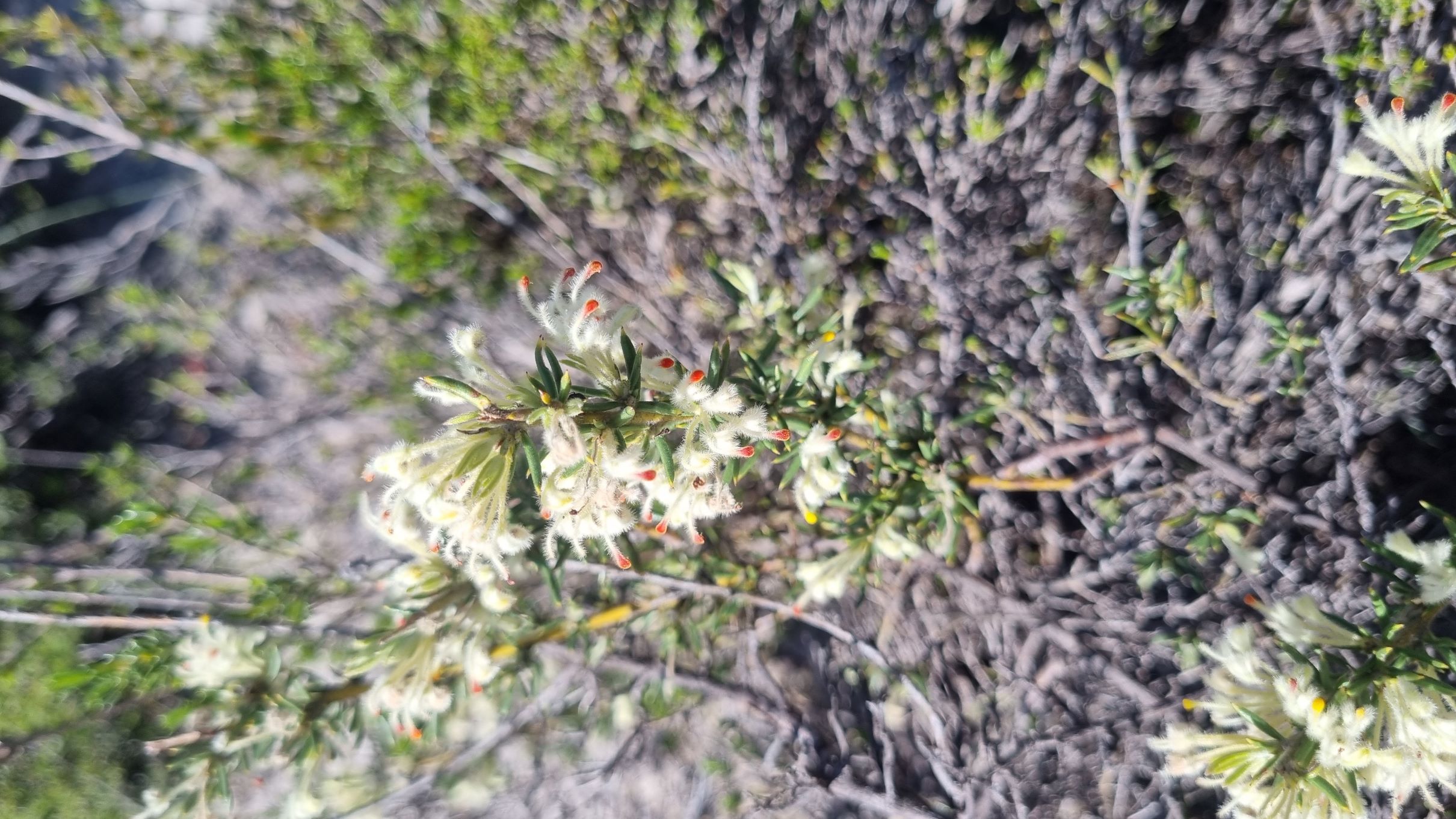 uncinulata subsp. coomaloo